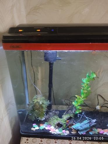 Животные: Аквариум комплект 100 л с крышкой и оборудованием .85 длина,50 — 3