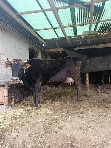 молоко варка: Продаю | Корова (самка) | Полукровка | Для молока | Привязанные — 4