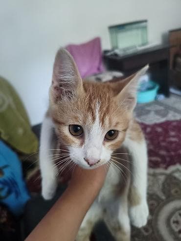 d cat: Кошка даром: Беспородная, 4 месяца, Мальчик, Приучена к лотку — 1