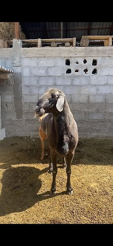 птица улар: Сатам | Кочкор (эркек) | Көбөйтүү үчүн | Асыл тукумдуу — 3