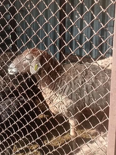 абиссинская кошка бишкек: Другие животные — 2