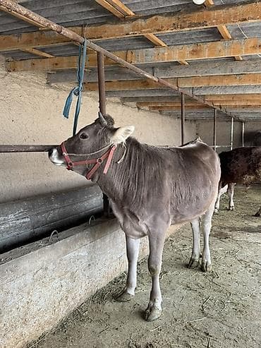 хайленд страйт: Продаю | Корова (самка), Музоо, торпок | Швицкая | Для разведения, Для молока | Племенные, Отела не было — 4