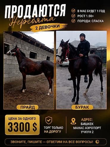 Продаю | Кобыла (самка), Жеребенок | Конный спорт | Племенные