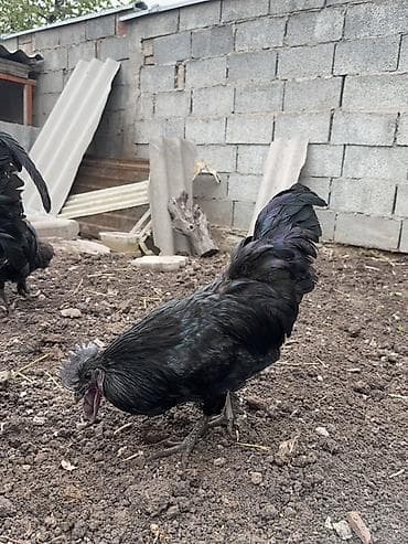 купить орла птицу: Продаю | Петух | Для разведения — 6