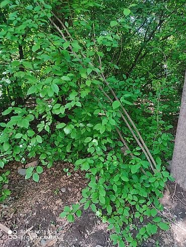 infamous second son: Redmi, Redmi Note 9S, Б/у, 128 ГБ, цвет - Синий, 2 SIM — 5