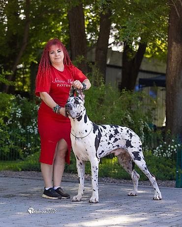 Вязка собак: 3 месяца, Самец, С родословной — 7