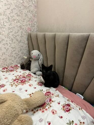 каракол животных: Кошка даром: Беспородная, Девочка, Приучена к лотку — 2