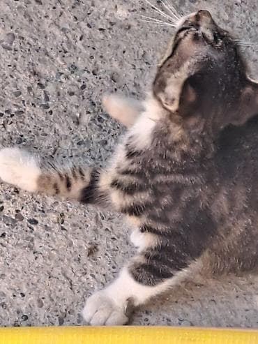 кошка кот: Отдам бесплатно девочка подобрала у дома Котёнок серо-тигрового окраса — 6