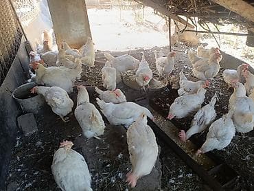 дакан корз: Продаю | Куры, Петух | Брама, Дакан, Домашняя | На забой, Несушки — 8