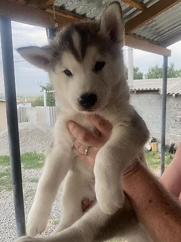 Хаски, 2 месяца, Самец at lalafo.kg Хаски, 2 месяца, Самец