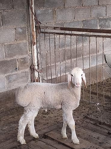 кошка беловодск: Сатам | Козу | Көбөйтүү үчүн | Асыл тукумдуу — 5