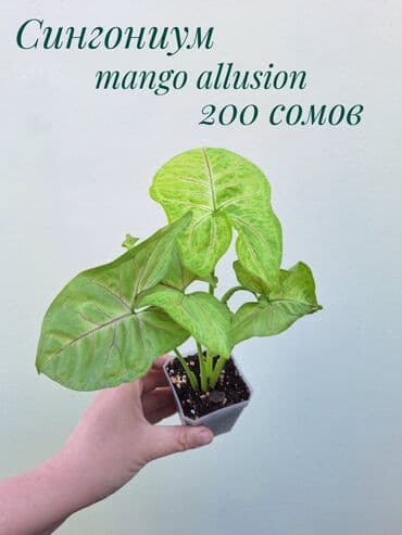 зеленое постельное белье: ● Комнатные растения (укоренённые черенки, молодые растения, взрослые — 27