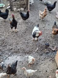 продажа щенков немецкой овчарки с документами в бишкеке: Тоок, короз, 5-6 айлык жожо тооктор сатылат. Баасын суйлошобуз — 3