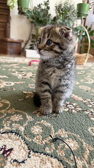 шотландская кошка сколько стоит: Скотиш Фолд (Шотландская вислоухая), 2 месяца, Девочка, Метис, Приучена к лотку — 1