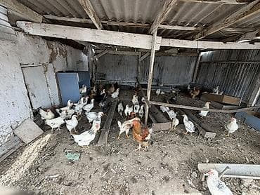 креветки в аквариум купить: Продаю | Куры | Домашняя | Несушки — 2