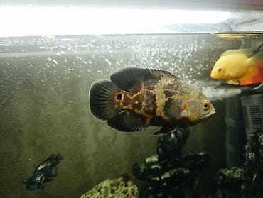 купить аксолотль: Астронотусы (Astronotus ocellatus) – крупные яркие цихлиды для — 6