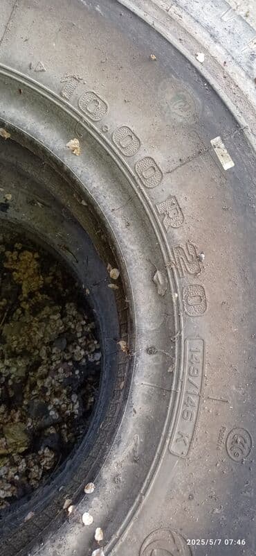 Зоотовары: - Окрас: серо-белая «соль с перцем», светлая мордочка и уши — 5