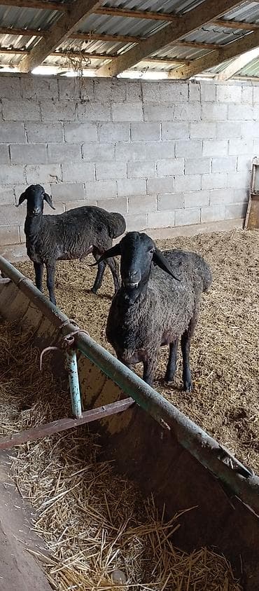 Продаю | Баран (самец) | Для разведения