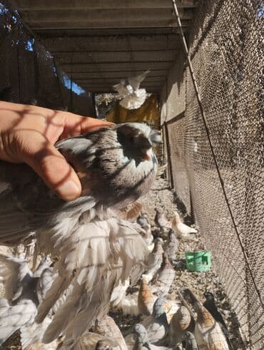борщ кой: СРОЧНО ПО 350 СОМ оптом город ТОКМОК Породистые декоративные голуби с — 15