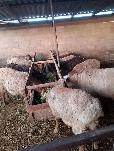 Зоотовары: Продаю | Овца (самка) | Для разведения | Ярка — 5