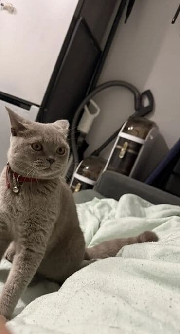 Паркет: Британская короткошёрстная, 9 месяцев, Девочка, Лиловый — 3