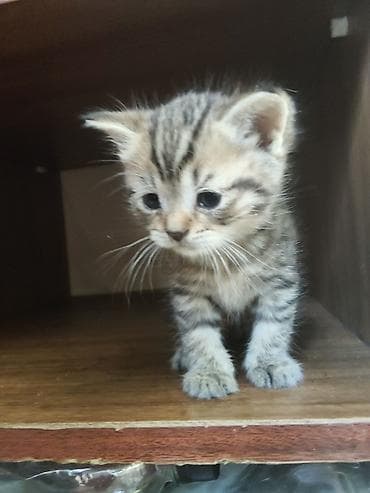 кошка пушистая: Котята, короткошёрстные, домашние. Тигровый (мальчик и девочка) — 5