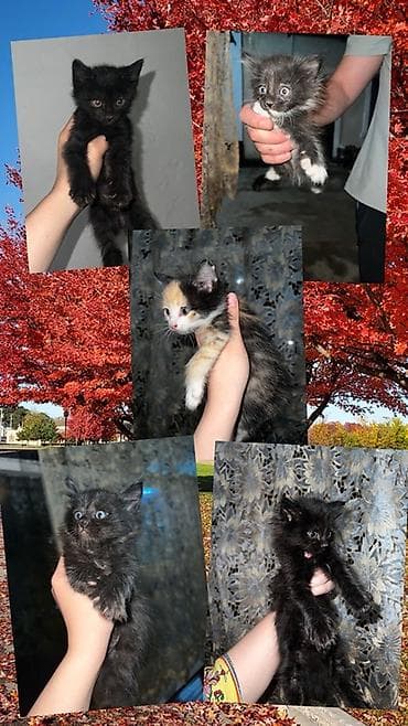 кошки манчкины: Ищем дом для котят 🐾 5 малышей, 1,5 месяца: 3 девочки и 2 мальчика — 1