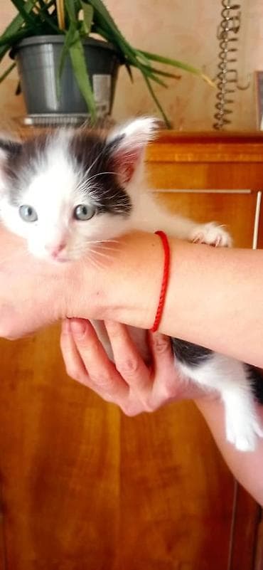собаки кошки: Котята, две девочки один мальчик окрасы: бело‑черный и бело‑тигровый — 2