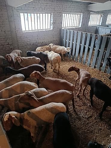 кормушка для скот: Продаю | Овца (самка) | Для разведения | Ярка — 3