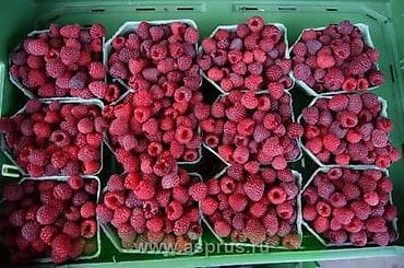 дон фен: Саженцы малины. Сорт Полька Малина крупноплодная (ремонтантный сорт) — 6