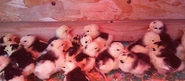 куры ломан браун: Продаю | Цыплята | Для разведения — 2