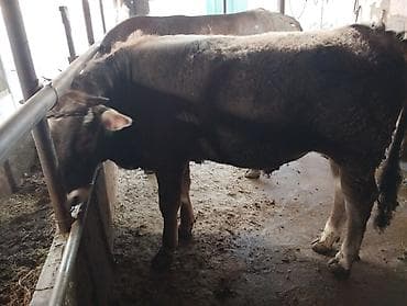 Продаю | Корова (самка) | Для молока | Привязанные — 2
