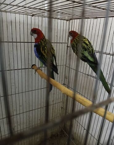 активированный уголь волнистому попугаю: Пара декоративных попугаев (розеллы) в клетке. Описание: - Яркое — 1