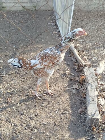 Дакан мекиш сатылат активный алмашу жолдору бар адрес Бишкек Заря