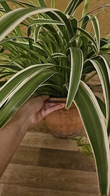 сингониум серый призрак цена: Дорого
Несколько штук разных размеров
Горшки глиняные
Хлорофитум — 3