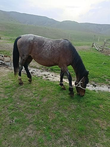 собака хаски: Продаю | Кобыла (самка) | Рабочий — 2