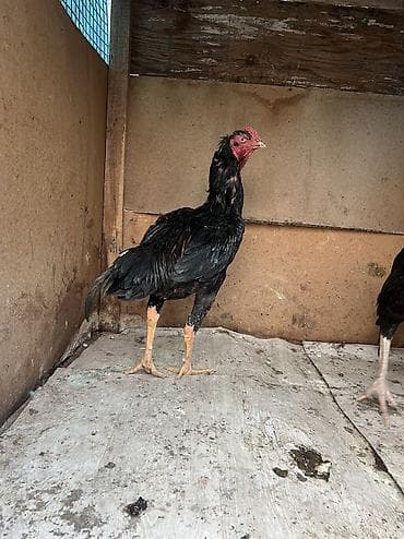 дакан шамо: Продаю | Петух | Бойцовая | Для разведения, Для боев — 3