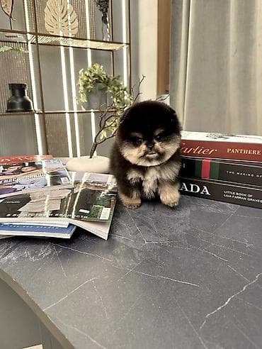Продажа собак: Шпиц, 1 месяц, Самец, С прививкой, С родословной — 7