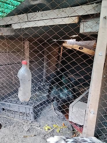 курица черная: Продаю | Петух | Бойцовая | Для разведения — 2