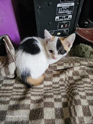 ph down: Котята от домашней кошки - Помёт из трёх котят: два рыже-белых и один — 6