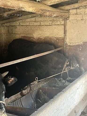 телята коровы: Продаю | Бык (самец) | На откорм | Привязанные — 2