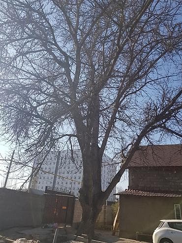 акация дерево купить: Продаю 2 дерева на дрова ! 1 орех 1 курагач . большие деревья на — 6