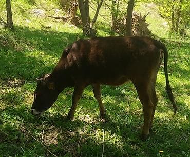 Айыл-чарба жаныбарлары: Сатам | Бука (эркек) | Бордоп семиртүү үчүн — 3