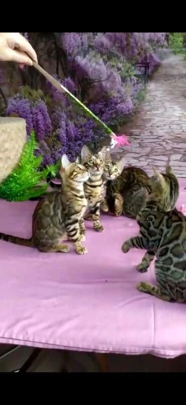 новорожденные котята: Бенгальские котята Проф.Питомник Бен Гла Мур предлагает.чудесных — 30