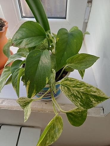 Бекерге берем: Отдаю даром Эпипремнум, район Чуйской больницы — 1