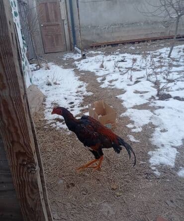 Ветеринар кызматы: Сатам | Короздор | Үй | Көбөйтүү үчүн — 6