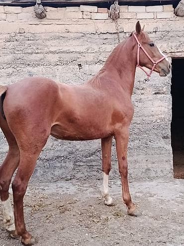 город ош кошка: Продаю | Кобыла (самка) | Конный спорт — 6