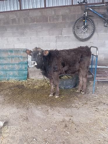 сабиз сатам: Сатам | Музоо | Бордоп семиртүү үчүн | Байланган — 2