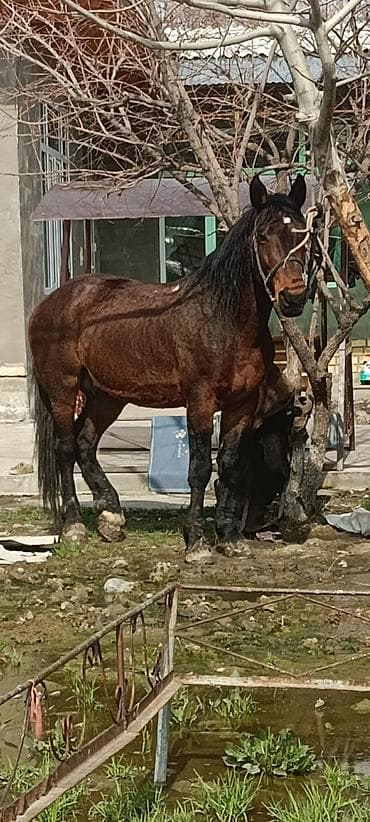 Аквариумдар: Сатам | Байтал | Жумушка — 3