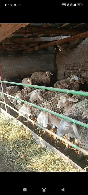 бараны самка: Продаю | Овца (самка) | Для разведения | Матка — 1